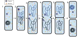 Stages 1-6 o binary fission in bacterium with 6:The new daughter cells have tightly coiled DNA, ribosomes, and plasmids.Ecoddington14(https://creativecommons.org/licenses/by-sa/3.0)