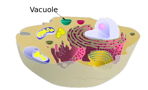 Vacuole in a cell by MesserWoland and Szczepan1990 modified by smartse CC BY-SA 3.0 (https://creativecommons.org/licenses/by-sa/3.0)], via Wikimedia Commons