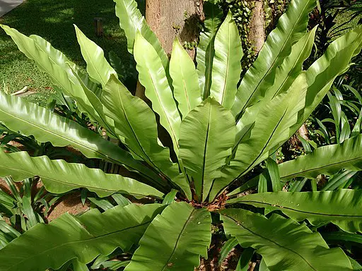 Bird's Nest Fern by Mokkie, CC BY-SA 3.0 <https://creativecommons.org/licenses/by-sa/3.0>, via Wikimedia Commons