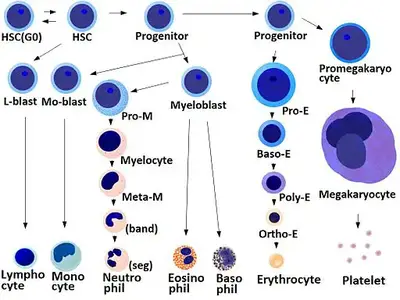 Blood Cells Differentiation By パタゴニア [CC BY-SA 3.0 (http://creativecommons.org/licenses/by-sa/3.0)], via Wikimedia Commons