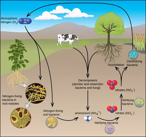 Chemical Nitrogen Cycle by OpenStax, CC BY 4.0 <https://creativecommons.org/licenses/by/4.0>, via Wikimedia Commons