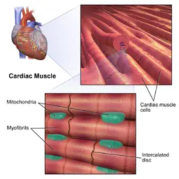 heart cell diagram