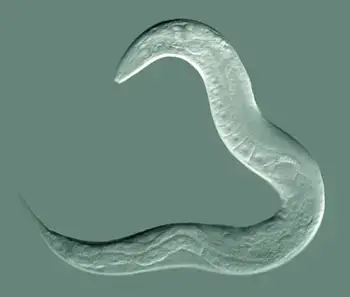 tapeworm under a microscope