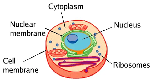 How to draw ribosomes  YouTube