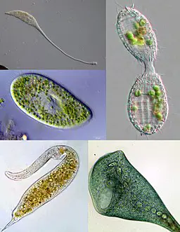 Ciliate Diversity: Lacrymaria olor-160x(13465052303).jpg Paramecium bursaria.jpg Coleps-Konjugation.jpg Dileptus species.jpg Stentor coeruleus extended.jpg Via Wikipedia Commons