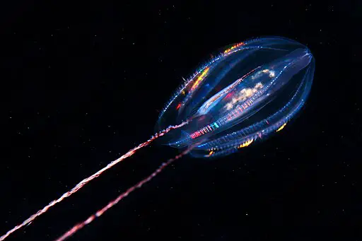 Phylum Ctenophora - Comb Jelly Metensia ovum by Alexander Semenov, CC BY-SA 4.0 <https://creativecommons.org/licenses/by-sa/4.0>, via Wikimedia Commons