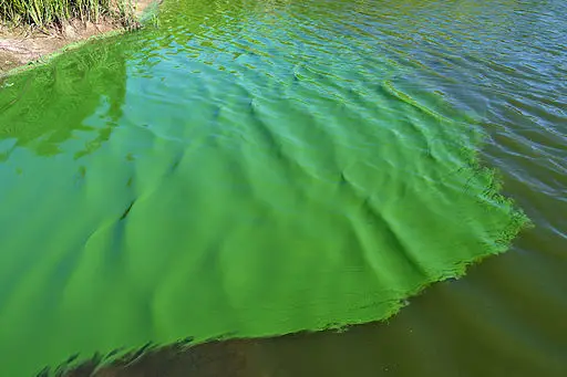 Bloom of cyanobacteria in a freshwater pond by Christian Fischer / CC BY-SA (https://creativecommons.org/licenses/by-sa/3.0)
