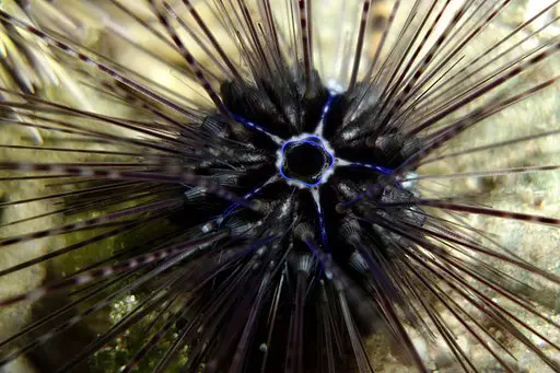 Sea Urchin by Patrick Randall, CC BY 2.0 <https://creativecommons.org/licenses/by/2.0>, via Wikimedia Commons