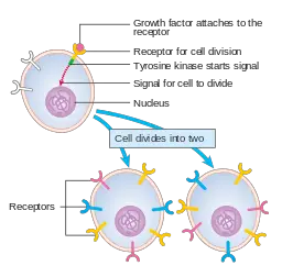 Diagram showing how growth factors signal to the cell to grow and divide by Cancer Research UK, CC BY-SA 4.0 <https://creativecommons.org/licenses/by-sa/4.0>, via Wikimedia Commons