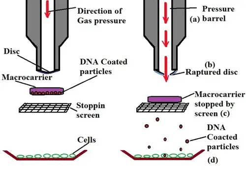 gene gun in action