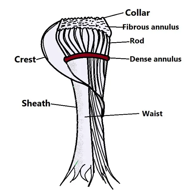 Diagrammatic representation of a cytopharyngeal basket 