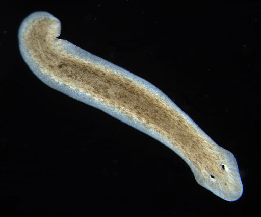 Platyhelminthes tip coelom, Planaria phylum platyhelminthes