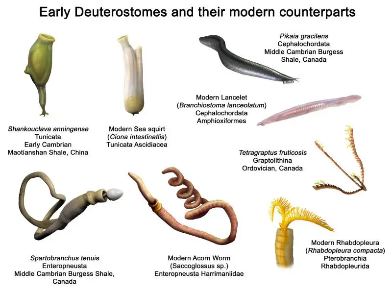 Phylum Hemichordata - Examples and Characteristics