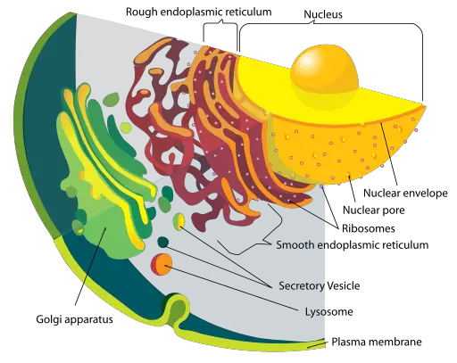 Diagram shows a endomembrane system on a Eukaryote cell by LadyofHats [Public domain]