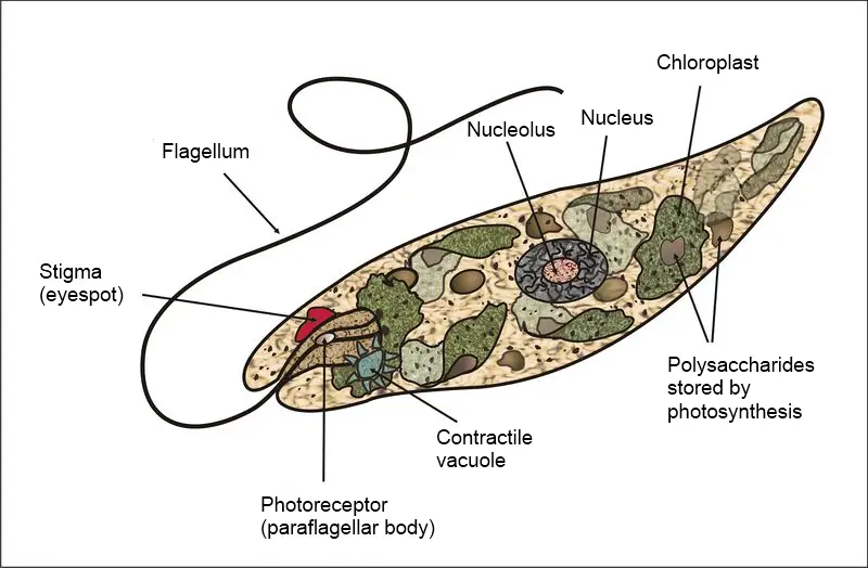 real plant cell under microscope labelled