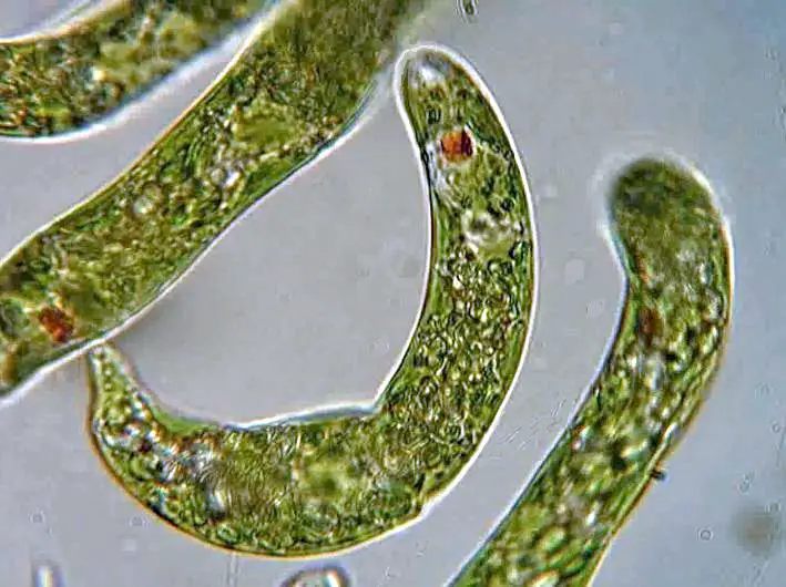  Euglena  under  the Microscope  Structure Morphology 