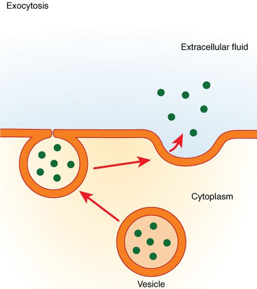 Exocytosis is much like endocytosis in reverse by OpenStax, CC BY 4.0 <https://creativecommons.org/licenses/by/4.0>, via Wikimedia Commons