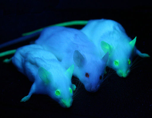 Green Fluorescent Protein Significance Benefits And Techniques In