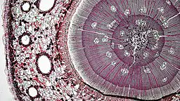 Cork Cells - By Berkshire Community College  Bioscience Image Library (Gymnosperm Stem: Three Year Pinus) [CC0], via Wikimedia Commons