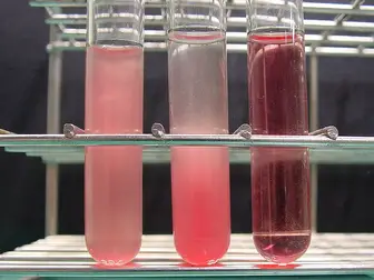 Red Blood Cell Suspension