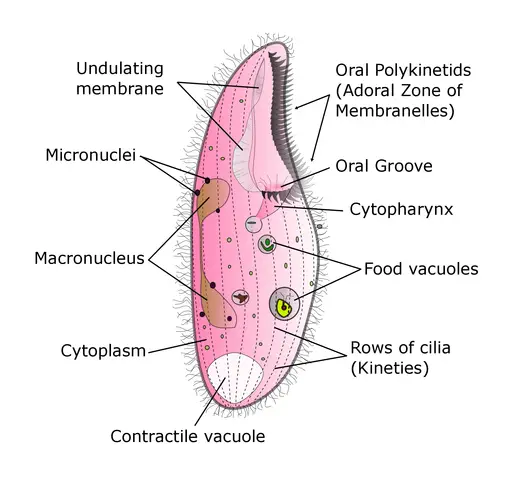 Labeled diagram of the heterotrich ciliate, Blepharisma by Deuterostome / CC BY-SA (https://creativecommons.org/licenses/by-sa/4.0)