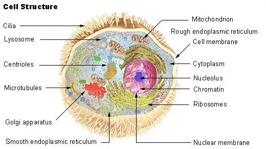 Lysosomes - Types, Morphology, Function, Process and Microscopy