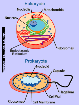 Eukaryote VS Prokaryote