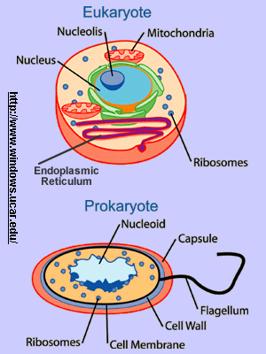 Eukaryotic Cells Vs Prokaryotic Cells Chart