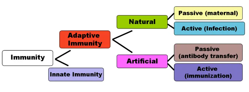 Adaptive Immune Response Flow Chart