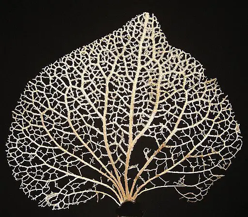 Leaf Veins By Lưu Ly [Public domain], via Wikimedia Commons