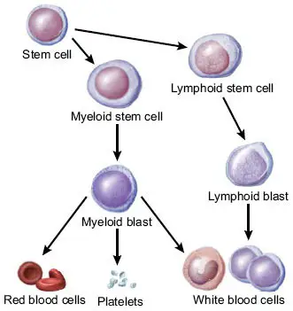 Leukemia Diagram Detailing Stem Cell to Blood Cell Maturation Process by Ibdipcan2015, CC BY-SA 4.0 <https://creativecommons.org/licenses/by-sa/4.0>, via Wikimedia Commons