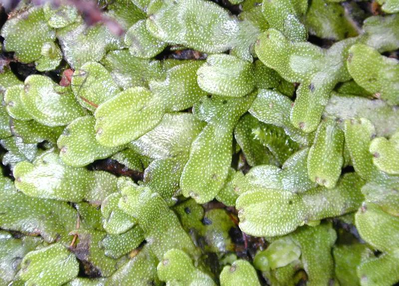 Liverwort by Eric Guinther (en:User:Marshman), CC BY-SA 3.0 <http://creativecommons.org/licenses/by-sa/3.0/>, via Wikimedia Commons