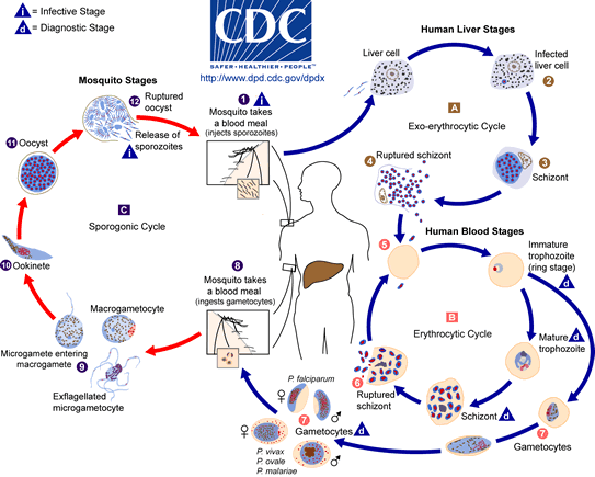 A chart showing the lifecycle of the malaria parasite by Centers for Disease Control and Prevention (CDC) [Public domain]