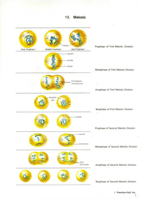 meiosis in cell division from prentice-hall, inc.