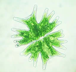 Micrasterias-light microscope,Desmidiales. Desmidiales,green algae,approx.40 genera,5,000 species, found mostly,not exclusively,in fresh water. http://de.wikipedia.org/wiki/Zieralgen by Ajburk