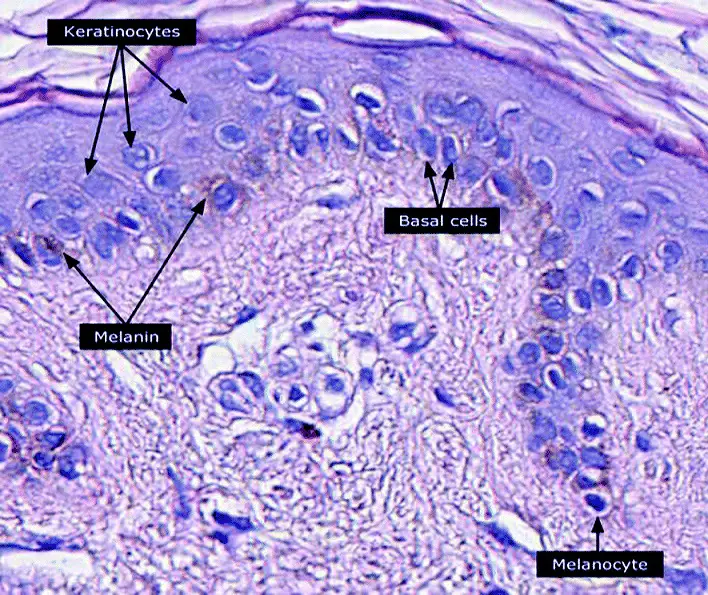 Micrograph of keratinocytes, basal cells and melanocytes in the epidermis by Setijanti H.B., Rusmawati E., Fitria R., Erlina T., Adriany R., Murtiningsih, CC BY 4.0 via Wikimedia Commons