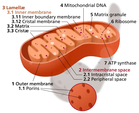 Mitochondria by Kelvinsong - Own work, CC0, https://commons.wikimedia.org/w/index.php?curid=27715320a