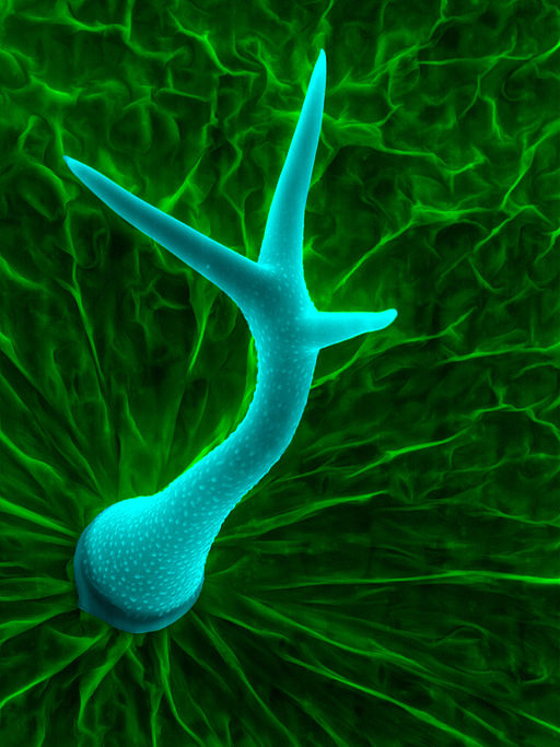 Scanning electron micrograph of trichome: a leaf hair of thale cress by Heiti Paves (Own work) [CC BY-SA 3.0 (https://creativecommons.org/licenses/by-sa/3.0)], via Wikimedia Commons