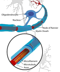 Myelin Sheath Cells by Neuron_with_oligodendrocyte_and_myelin_sheath.svg: *Complete_neuron_cell_diagram_en.svg: LadyofHatsderivative work: Andrew c [Public domain]