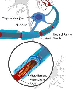 Nerve Cells Neurons Structure Function Adaptations Microcopy