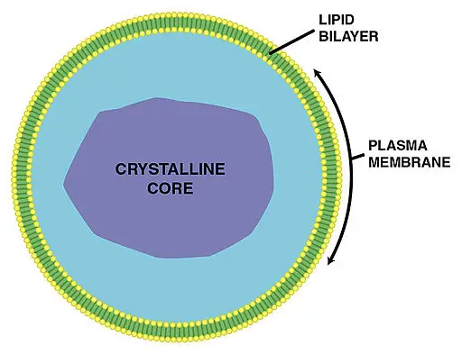 Simple diagram of peroxisome by Agateller / CC BY-SA (http://creativecommons.org/licenses/by-sa/3.0/)