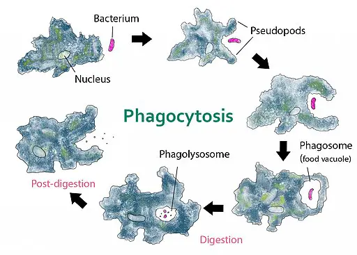 Diagram of amoeba engulfing a particle of food by phagocytosis by Kate Taylor [CC0] wikipedia commons