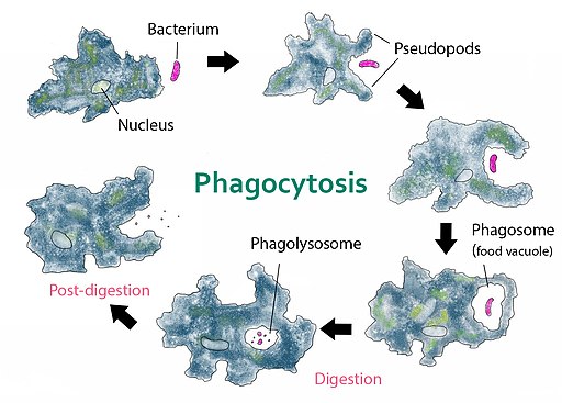 Phagocytosis Definition Steps Process And Examples