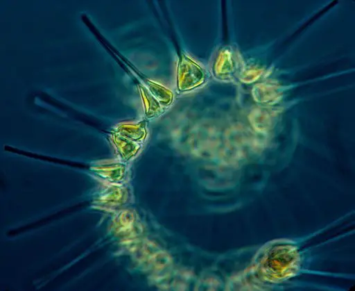 Phytoplankton by NOAA MESA Project (http://www.photolib.noaa.gov/bigs/fish1880.jpg [1]) [Public domain], via Wikimedia Commons