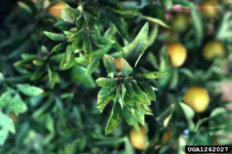 Pierce's Disease - Xylella fastidiosa by Alexander Purcell, University of California, Bugwood.org -, CC BY 3.0 <https://creativecommons.org/licenses/by/3.0>, via Wikimedia Commons