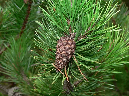 Pinus contorta, Coniferophyta by Walter Siegmund, CC BY-SA 3.0 <http://creativecommons.org/licenses/by-sa/3.0/>, via Wikimedia Commons