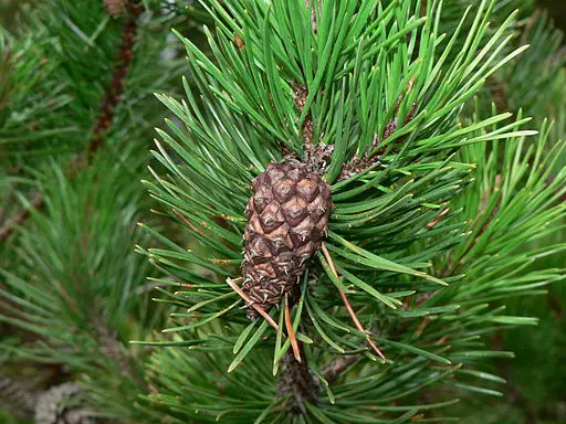 phylum coniferophyta