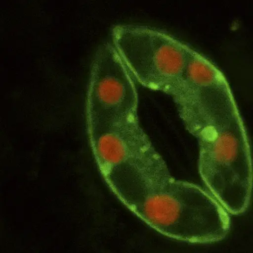 Confocal image of Arabidopsis stomate showing two guard cells by Alex Costa[CC BY 2.5(https://creativecommons.org/licenses/by/2.5)]