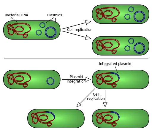 Comparing the activity of non-integrating plasmids, on the top, with episomes, on the bottom, during cell division by Spaully [CC BY-SA 2.5 (https://creativecommons.org/licenses/by-sa/2.5)]