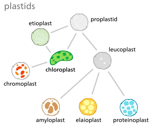 Plastid types by User:LadyofHats, modified by Kelvinsong., CC0, via Wikimedia Commons